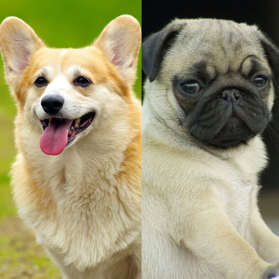 Смесь корги и МОПСА