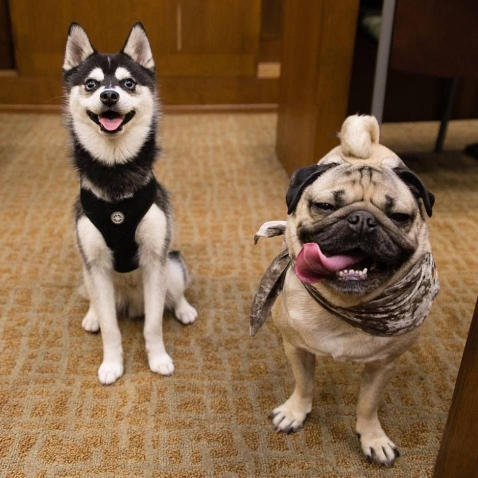 Метис МОПСА И хаски