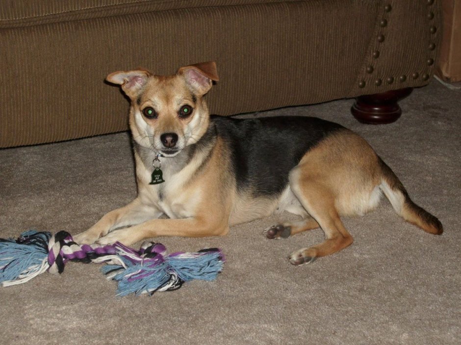 Помесь овчарки и чихуахуа