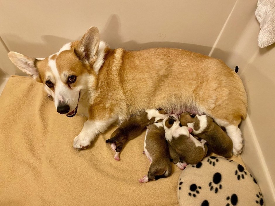 Корги и чихуахуа