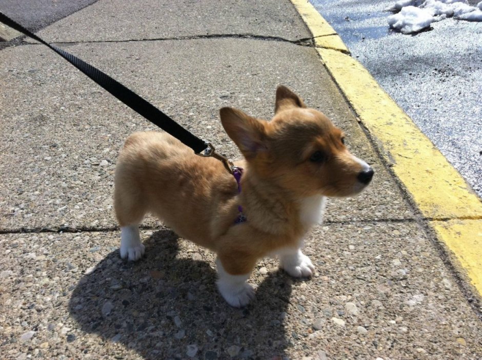Метис корги и чихуахуа