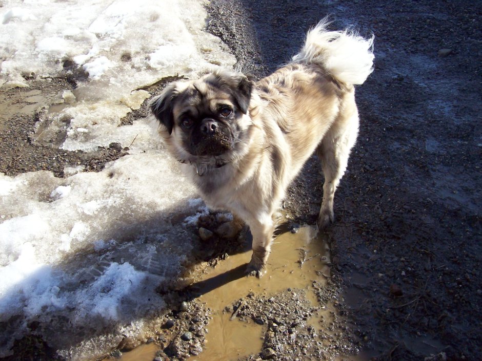 Метис дворняжки и пекинеса