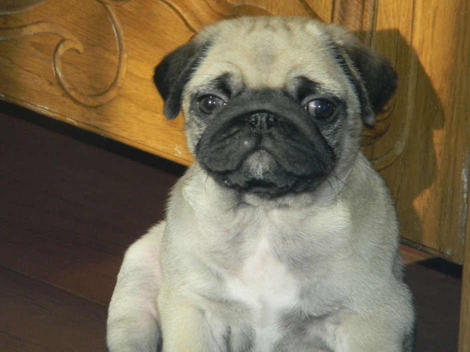 Метис МОПСА И пекинеса