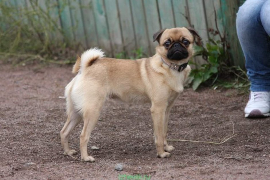 Помесь алабая и МОПСА