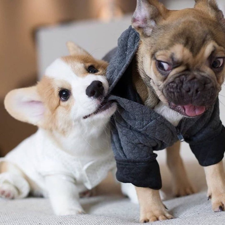 Корги и бульдог