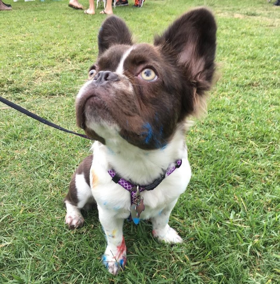 Метис корги и бульдога