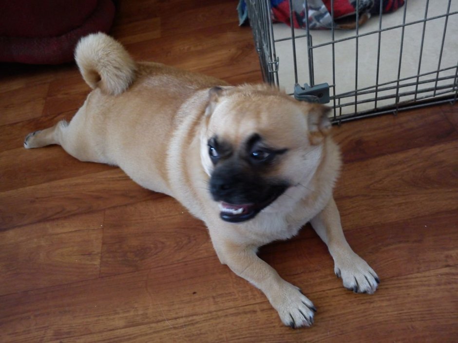 Помесь корги и МОПСА