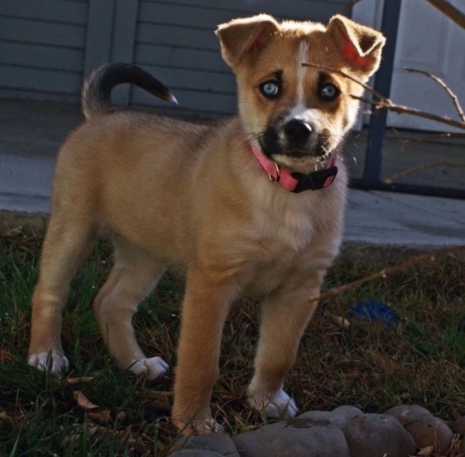 Метис стаффа и лайки