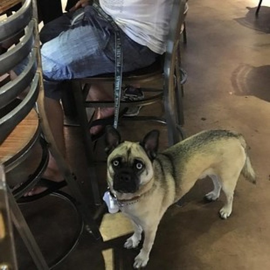 Метис МОПСА И хаски