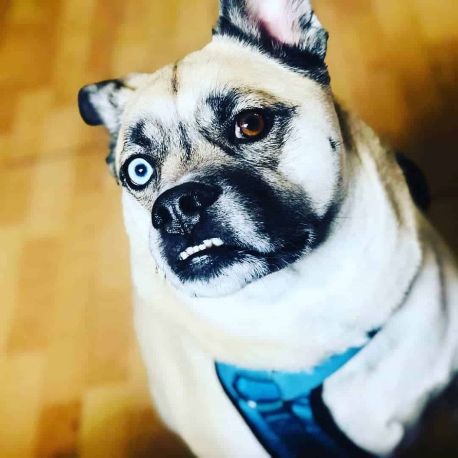 Мопс и хаски