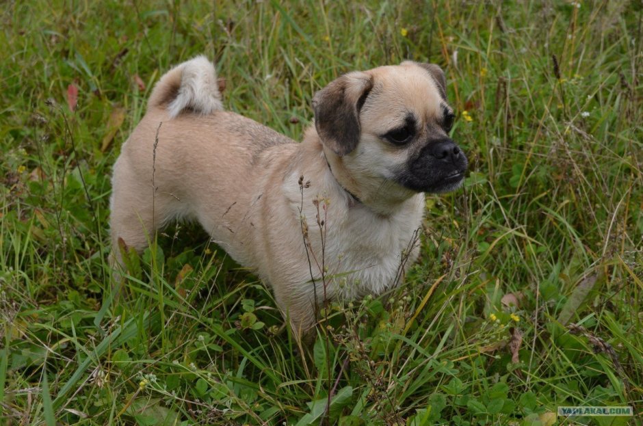 Метис МОПСА И чихуахуа