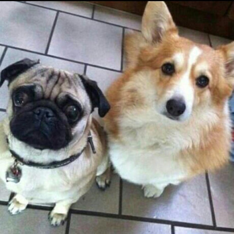 Вельш корги и Мопс