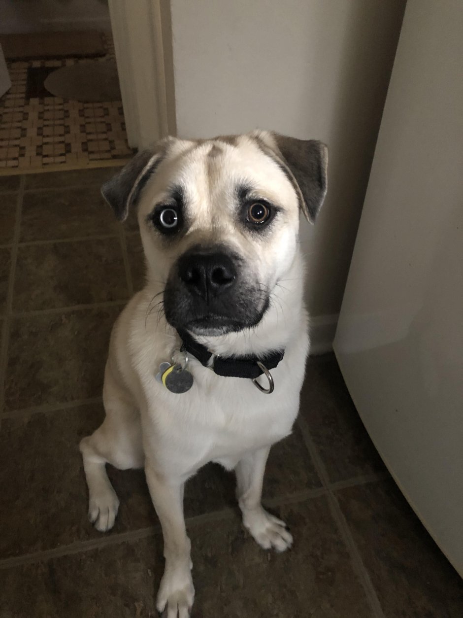 Помесь МОПСА И хаски