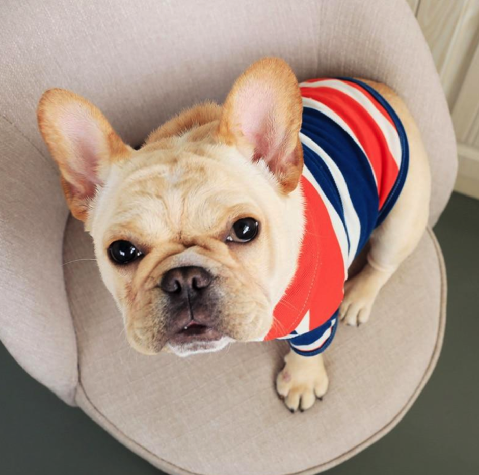 Корги и французский бульдог