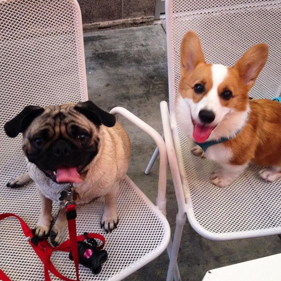 Корги Бадди