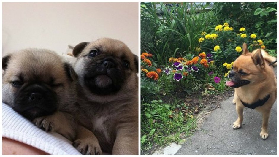 Смесь МОПСА И шпица