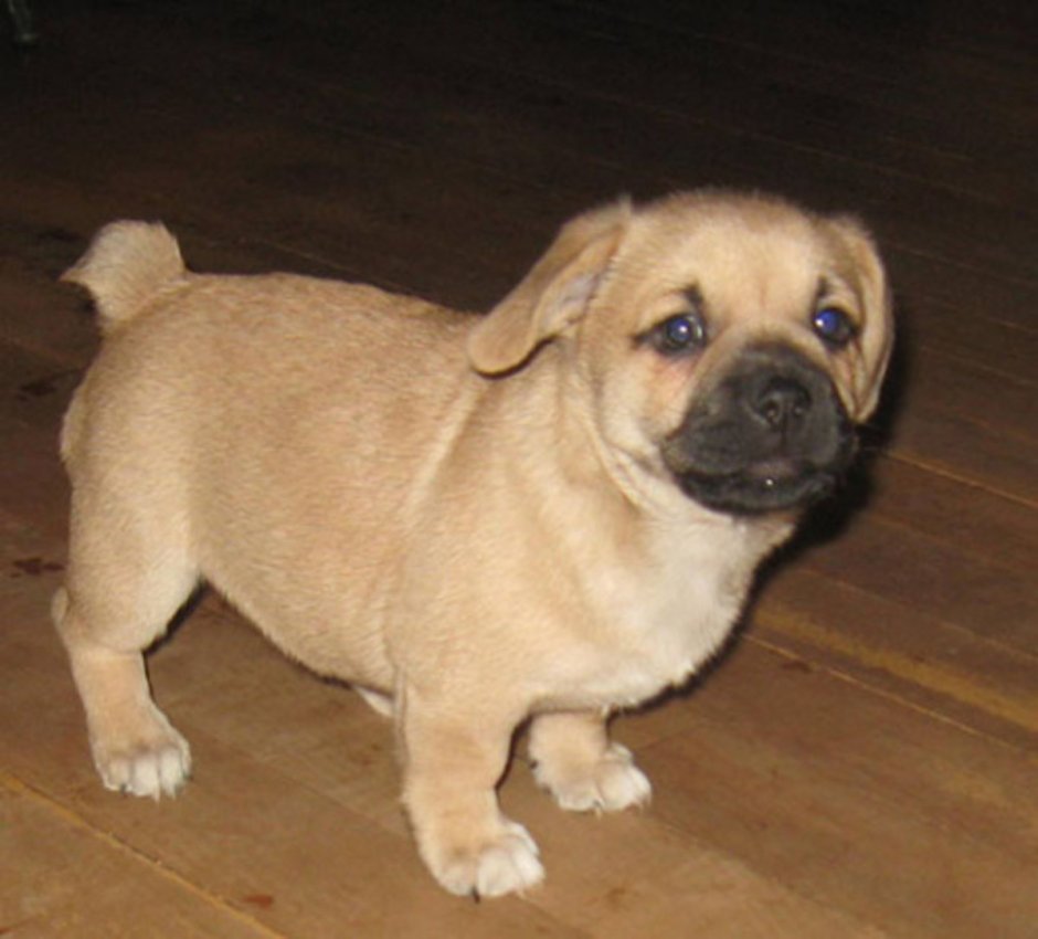 Помесь корги и МОПСА