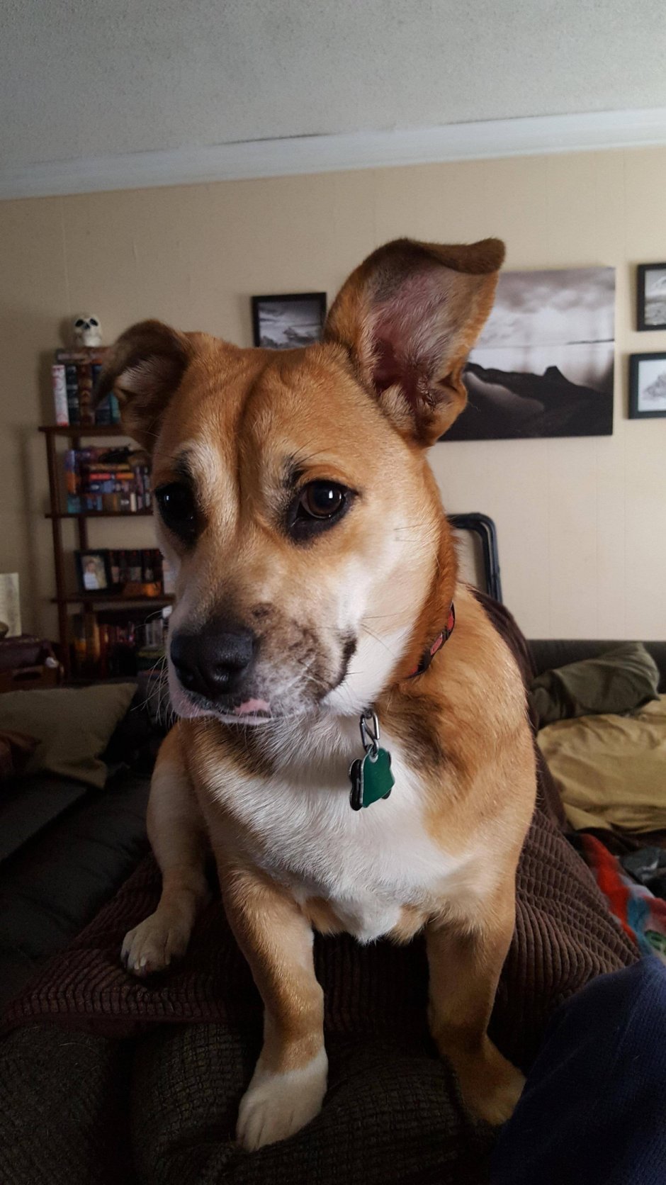 Корги и бульдог