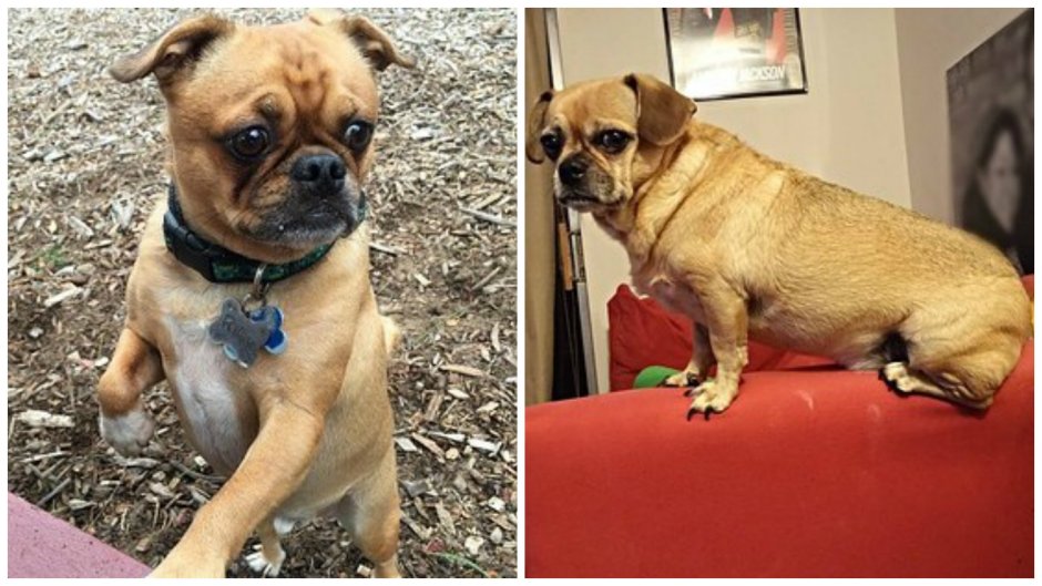 Метис МОПСА И таксы