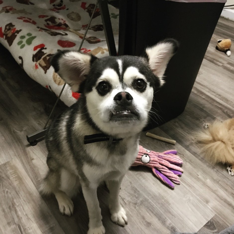 Помесь МОПСА И хаски