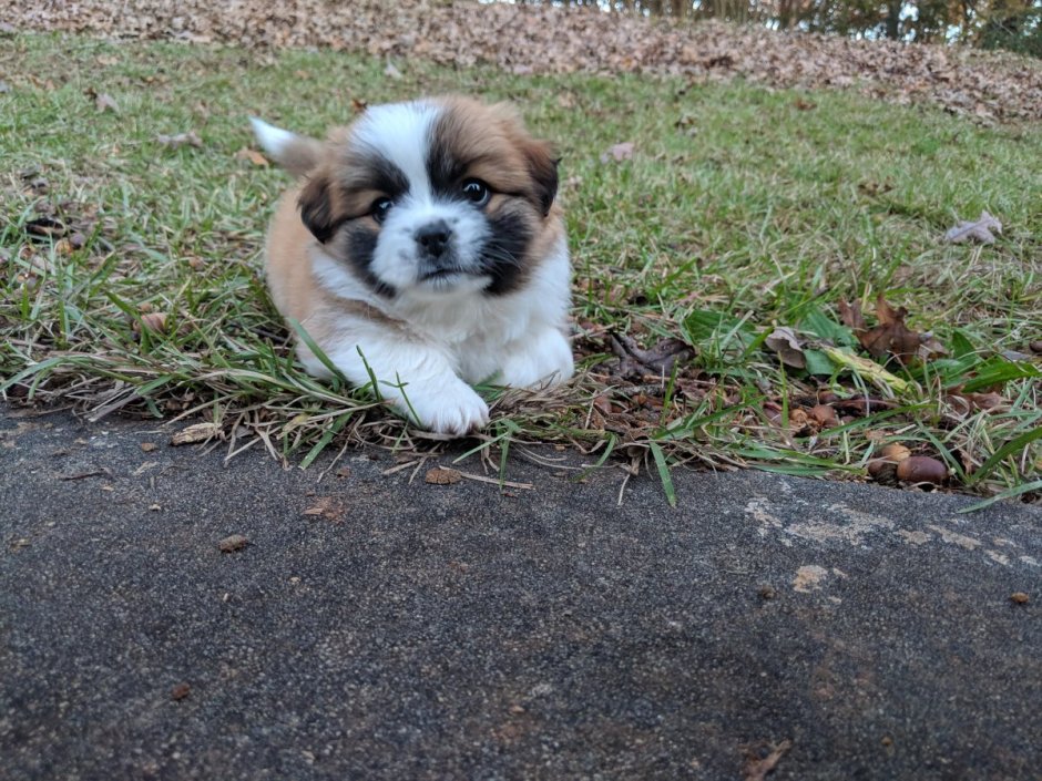 Метис корги и пекинеса