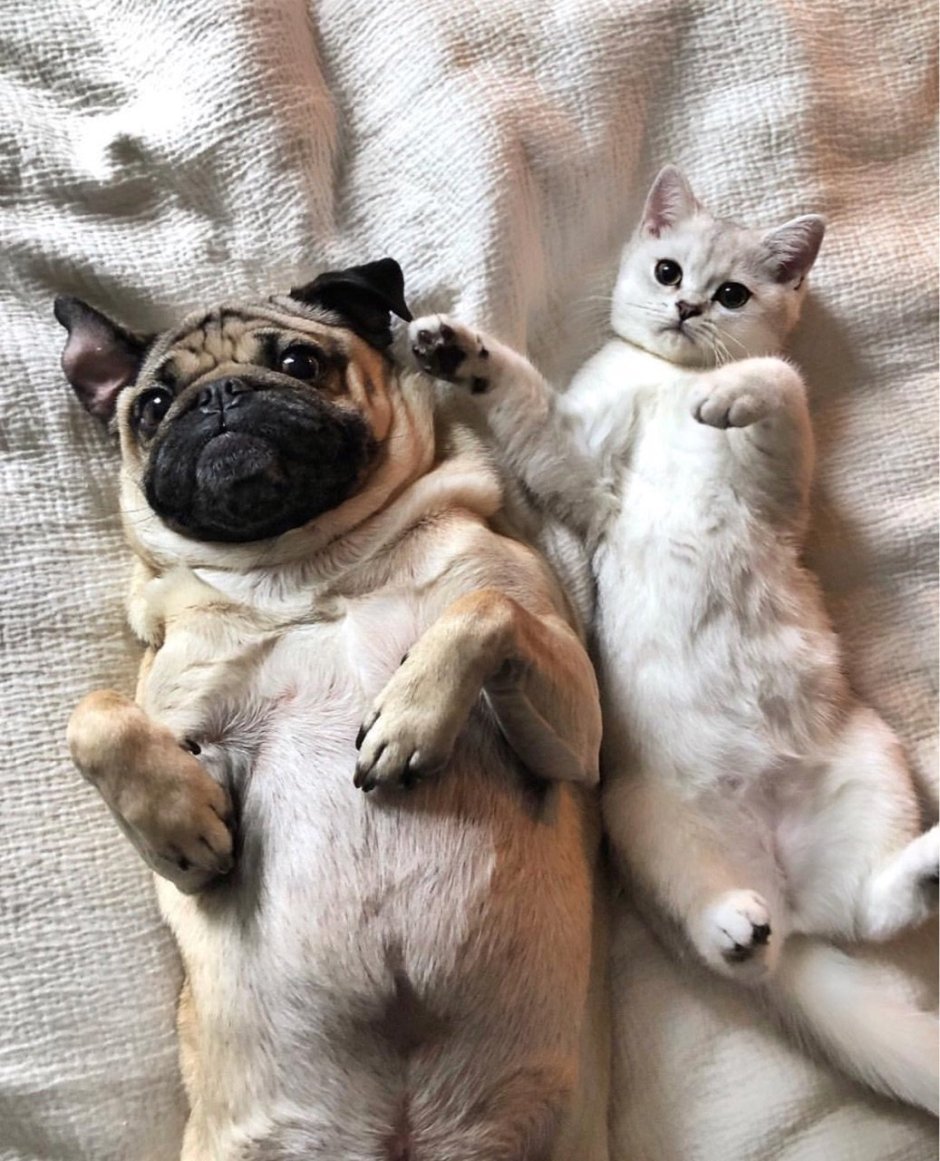 Корги и Мопс вместе