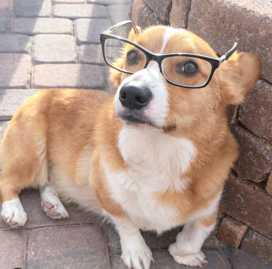 Смесь корги и МОПСА