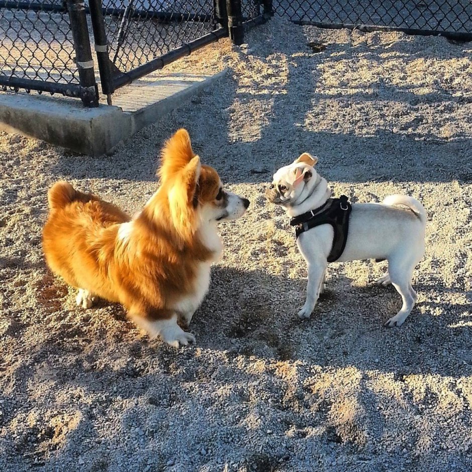 Корги и чихуахуа