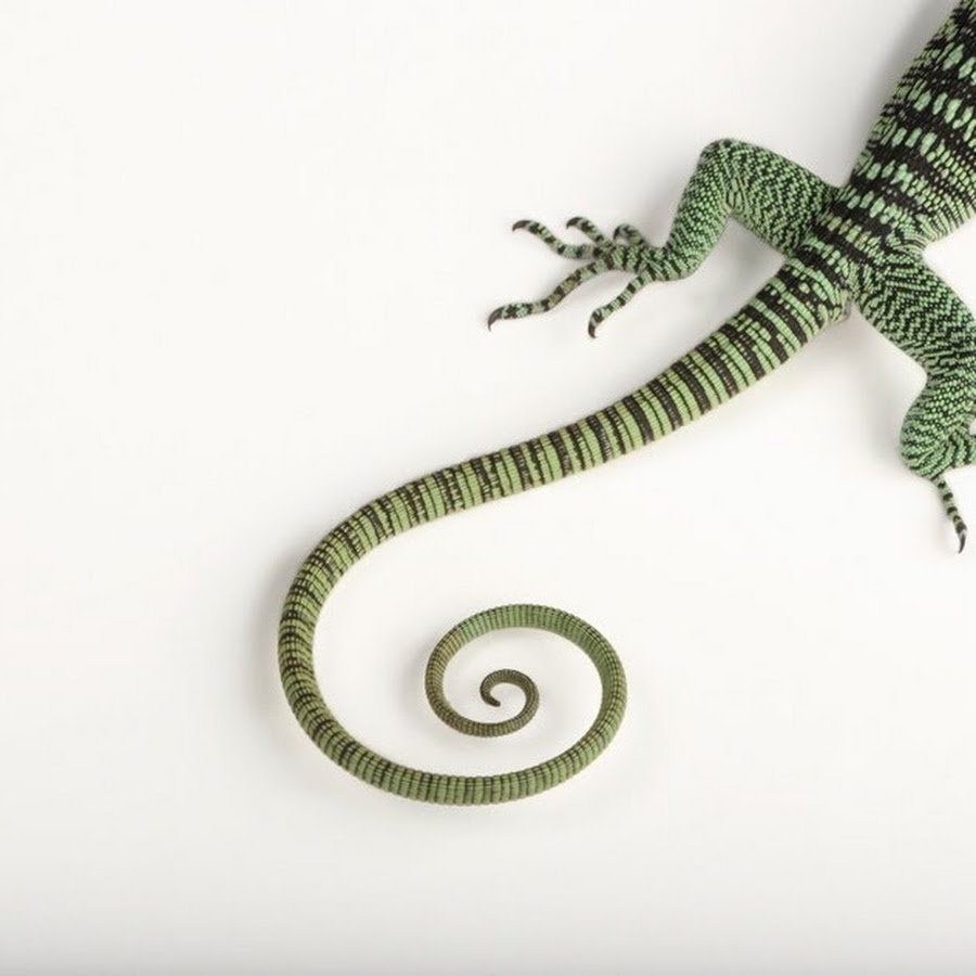 Хвост ящера