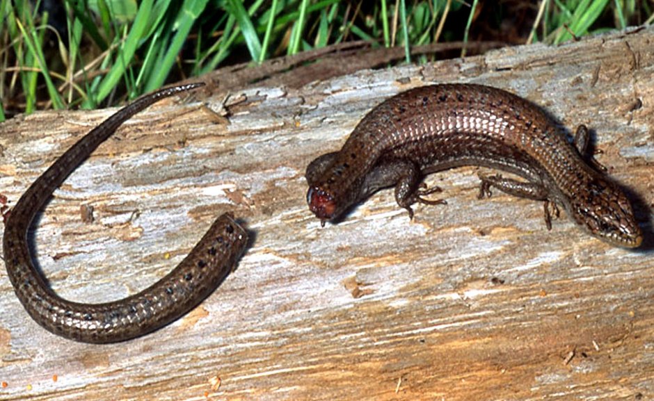 Прыткая ящерица хвост