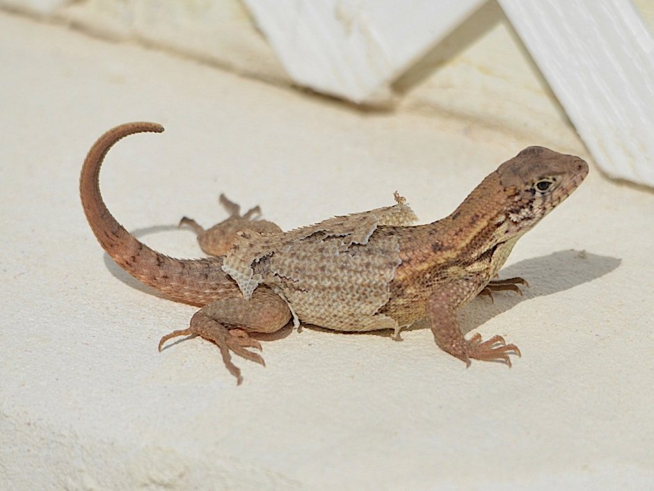 Туркестанская агама