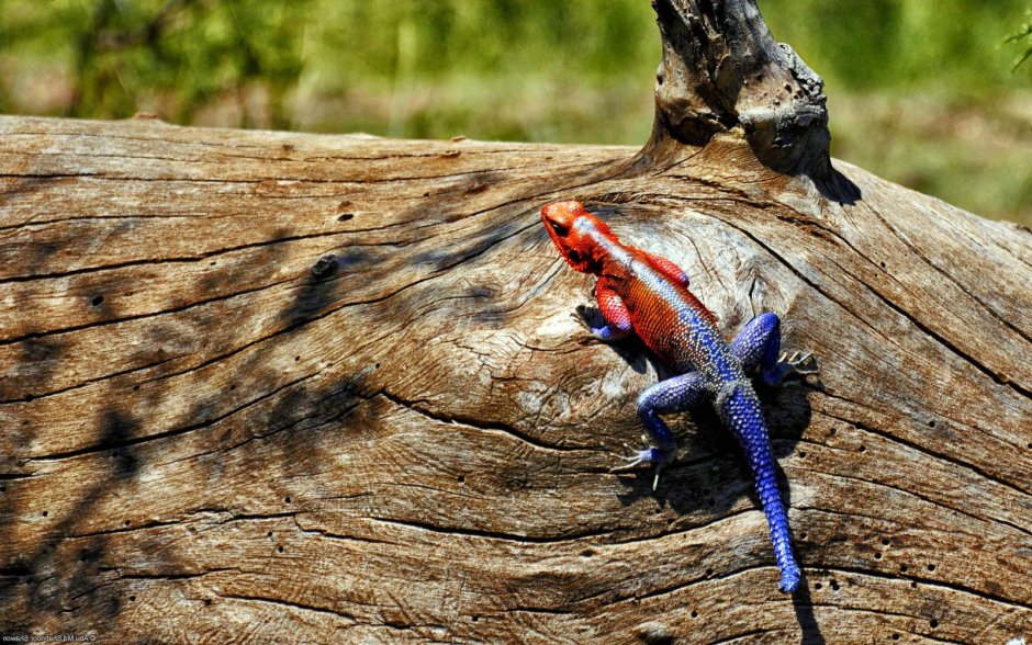 Кольцехвостая игуана