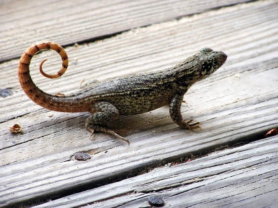 Прыткая ящерица отбрасывает хвост