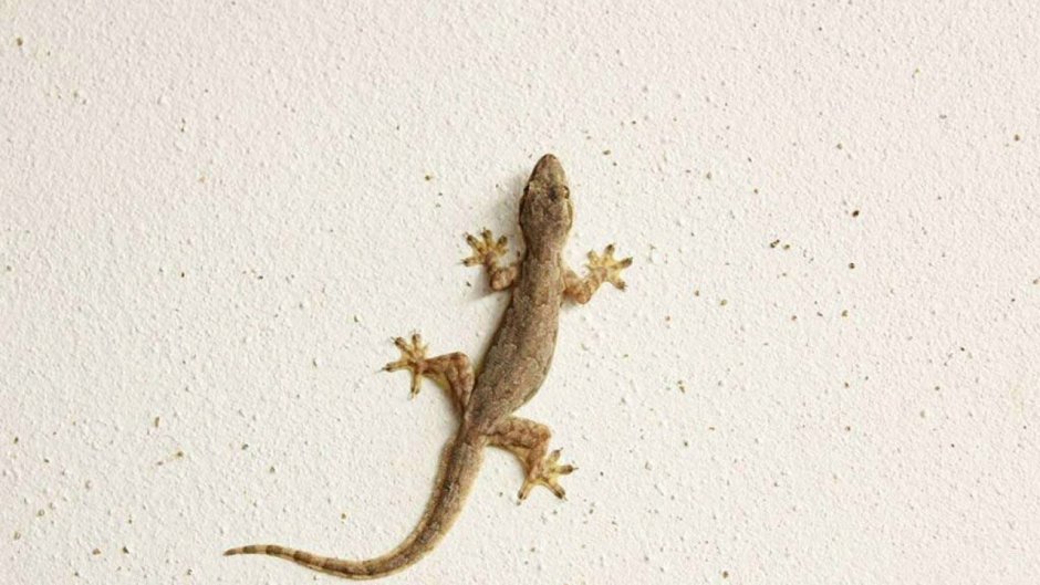 Аквариумный дракон аксолотль