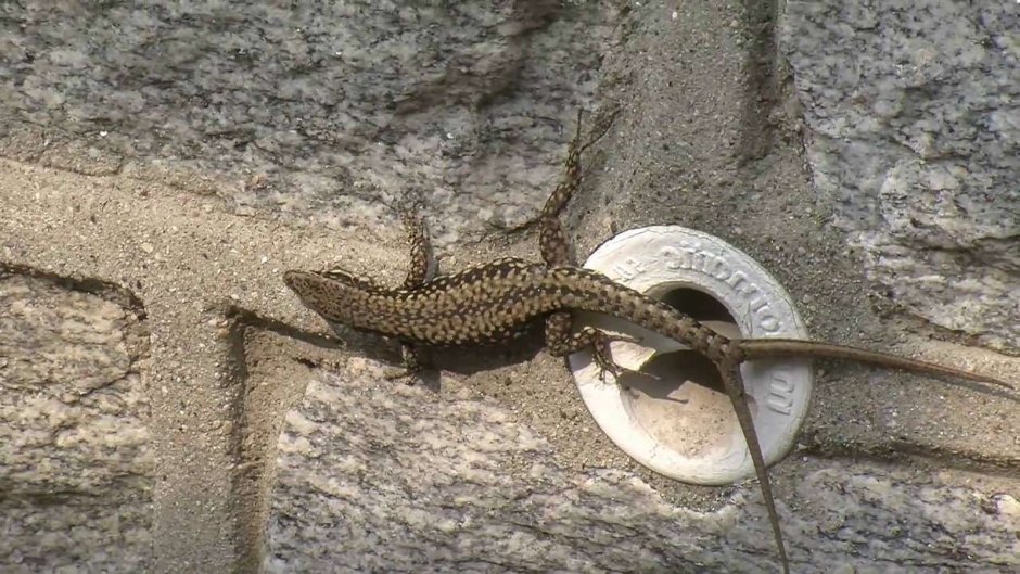 Ящерица с оторванным хвостом зеленая