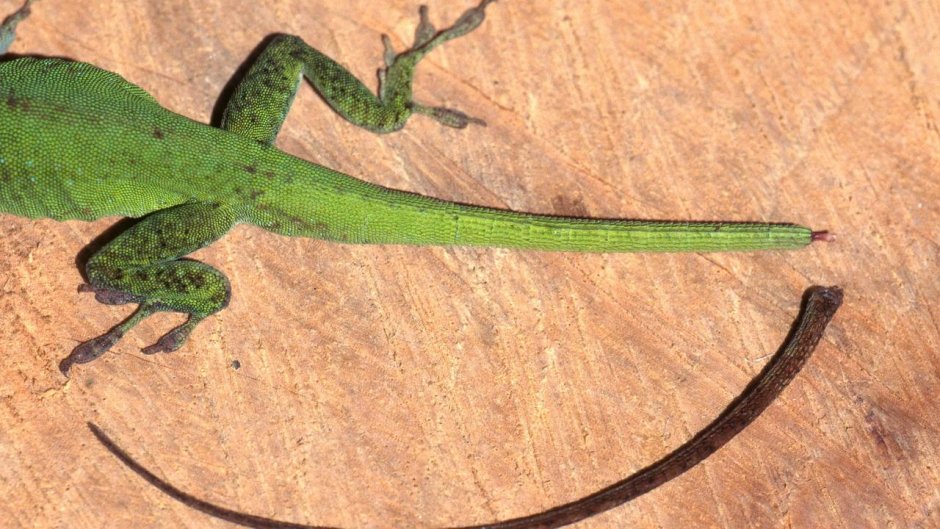 Древесная Аброния