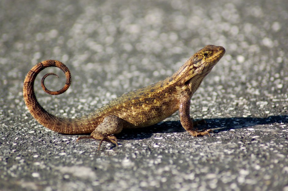 Ящерица крокодиловый сцинк