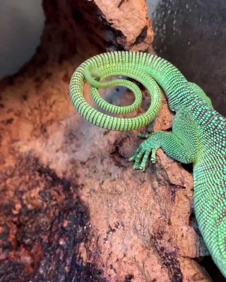 Ящерица с двумя хвостами