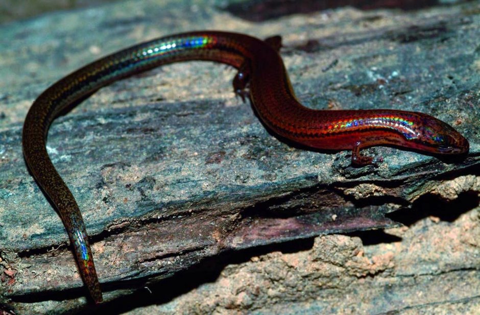 Хвост варана