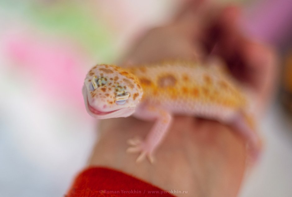 Cnemidophorus neomexicanus