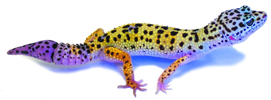 Аутотомия у ящериц