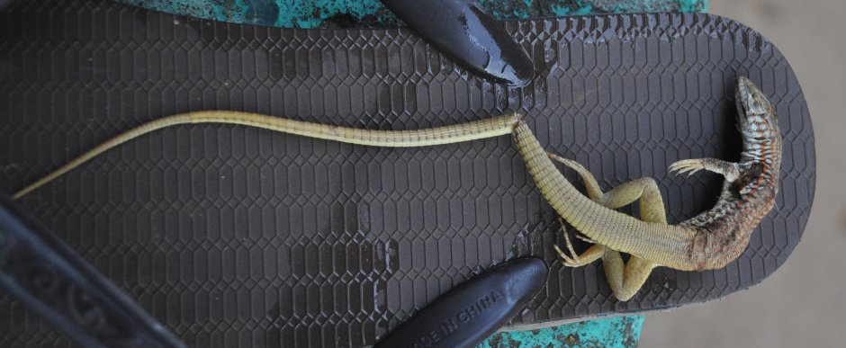 Хвост ящерицы