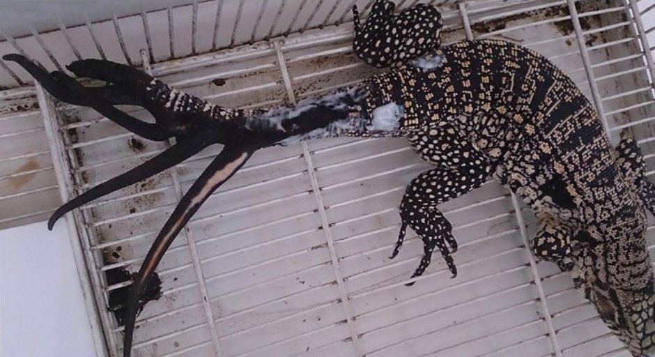 Прыгучая ящерица