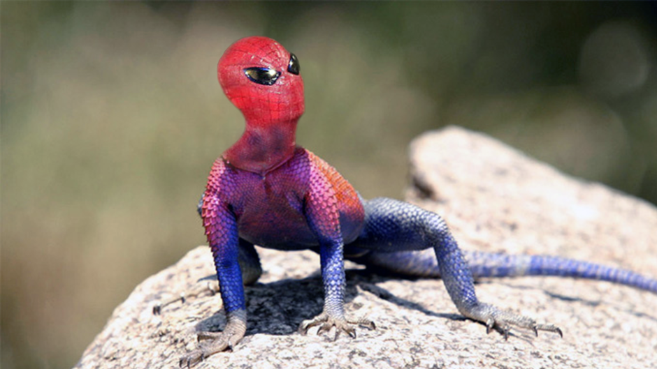 Ящерица человек паук агама