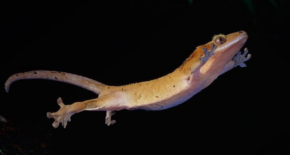 Ящерица Умбуку