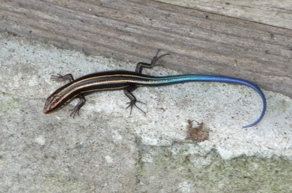 Ящерица с голубым хвостом