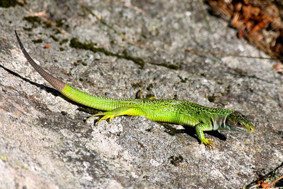 Дракон настоящий