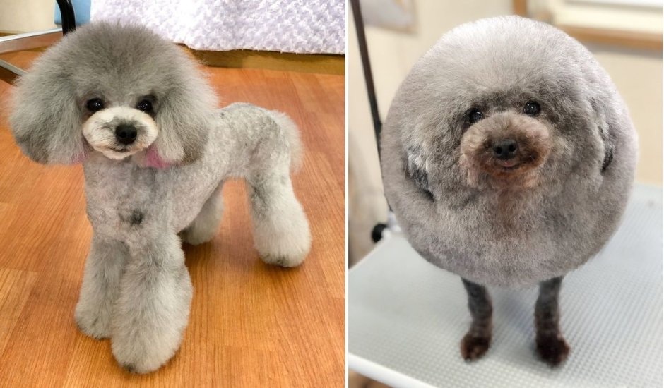 Классический Лев пудель