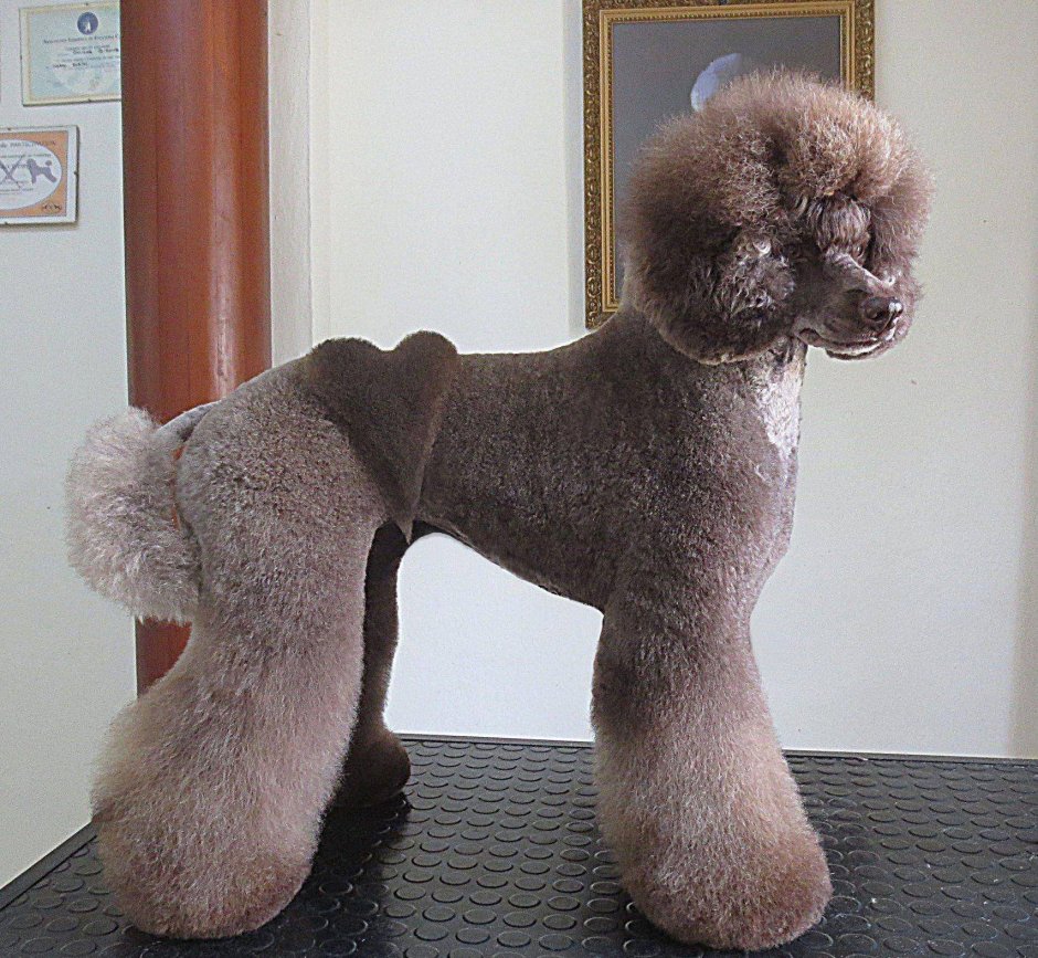 Необычные стрижки пуделя