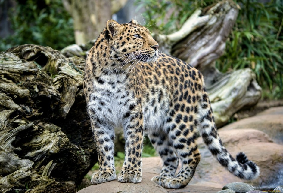Дальневосточный (Амурский) леопард (Panthera pardus orientalis)